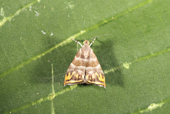 Hemerophila xutholopa