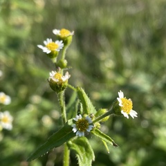 Galinsoga parviflora
