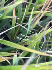 Conocephalus maculatus