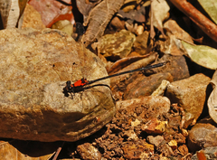 Austroargiolestes chrysoides