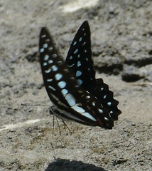 Graphium eurypylus