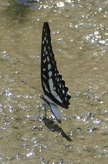 Graphium eurypylus