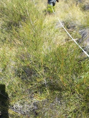 Searsia ciliata