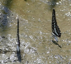Graphium eurypylus