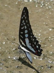 Graphium eurypylus