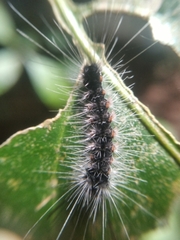 Arctiinae