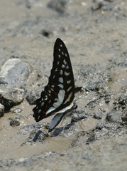 Graphium eurypylus