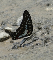 Graphium eurypylus