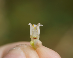 Cuscuta lupuliformis