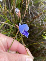 Disa purpurascens