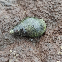 Cominella maculosa