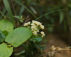 Persicaria chinensis