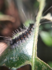 Arctiinae