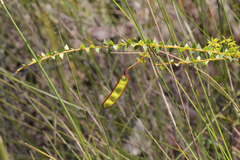 Acacia hubbardiana