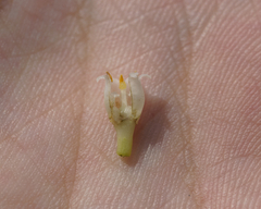 Cuscuta lupuliformis