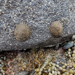 Cellana radians