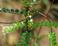 Zanthoxylum beecheyanum