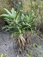Hermas villosa