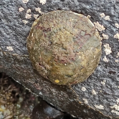 Cellana radians