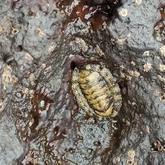 Sypharochiton pelliserpentis