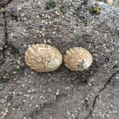 Cellana radians