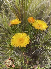 Lampranthus bicolor