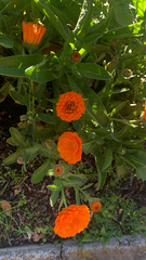 Calendula officinalis