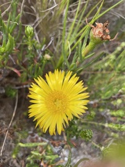 Lampranthus bicolor