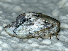 Drepanacra binocula