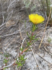 Lampranthus bicolor