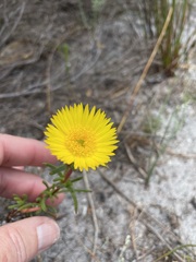 Lampranthus bicolor