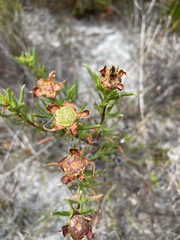Lampranthus bicolor