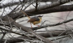 Prinia socialis