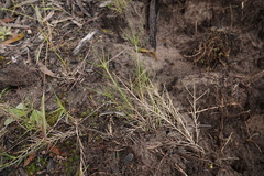 Distichlis distichophylla