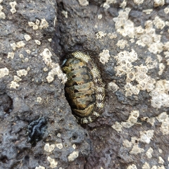 Sypharochiton pelliserpentis