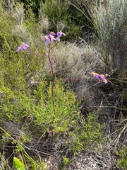 Senecio umbellatus