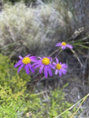 Senecio umbellatus