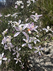 Philotheca salsolifolia