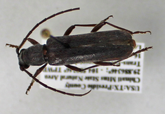 Aneflomorpha seminuda
