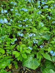 Myosotis sylvatica