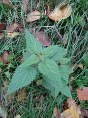 Urtica dioica