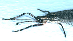 Myrmeleontidae