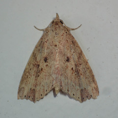 Olulis puncticinctalis