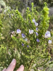 Psoralea aculeata