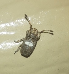 Toxonotus cornutus