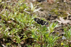 Phalaenoides tristifica