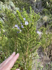 Psoralea aculeata