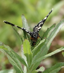Phalaenoides tristifica
