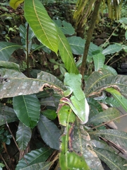 Rhacophorus malabaricus