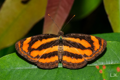 Pantoporia